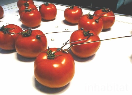 tomato-lamp-milan-2